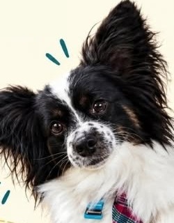 A black and white papillon wearing a plaid tie